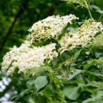 Comment tailler un sureau pour une belle floraison ?