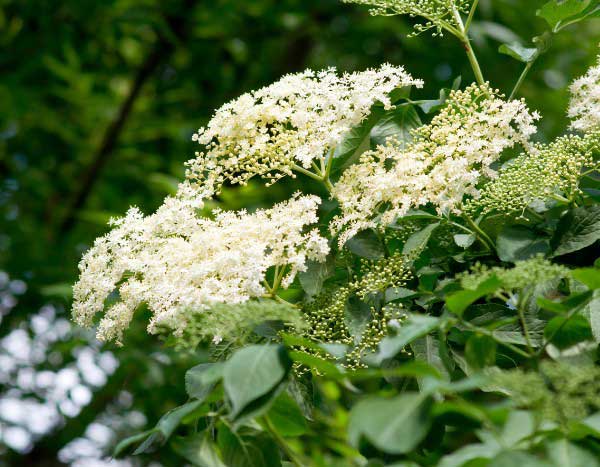 Comment tailler un sureau pour une belle floraison ?