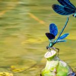 Libellules, grenouilles, oiseaux… installez un bassin pour les accueillir !