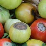 Cul noir des tomates : comment lutter efficacement ?