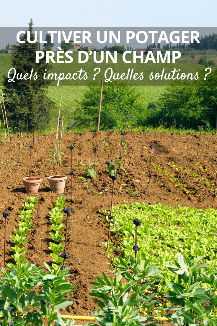 faire son potager à côté d'un champ