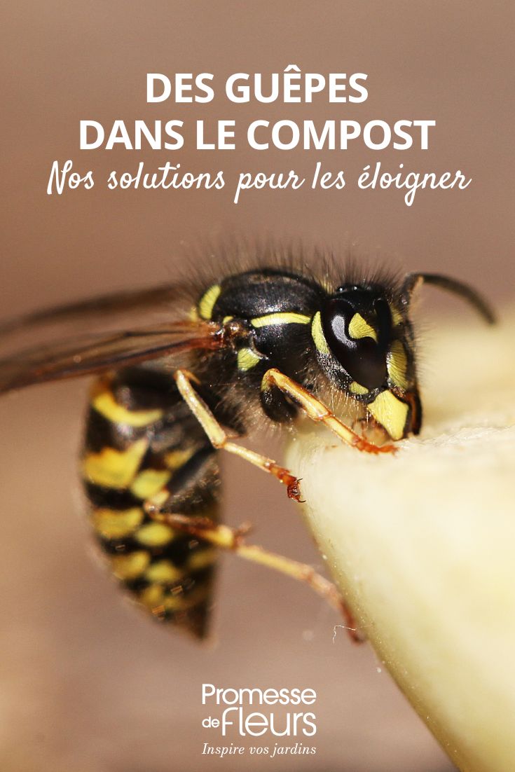 éloigner les guêpes du compost, comment faire ?
