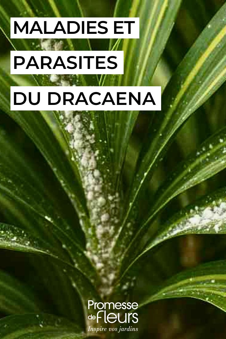 soigner le dracaena