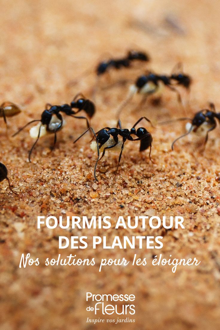 Des fourmis dans vos pots ou au pied de vos plantes : que faire ?