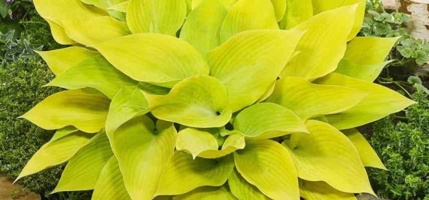 hostas jaunes