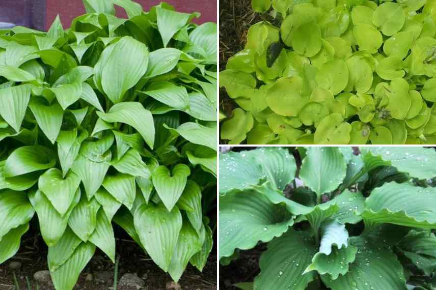 hosta couleur verte petit nain
