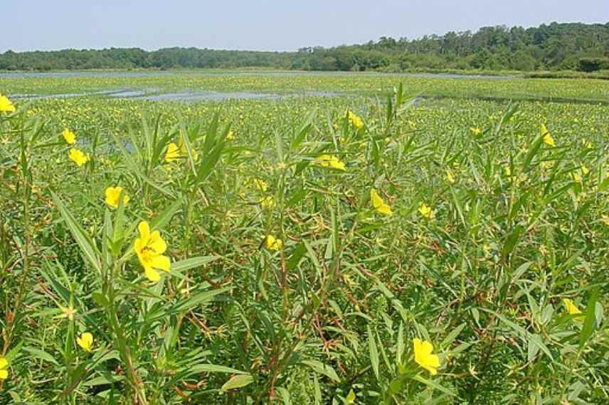 EEE plantes envahissantes