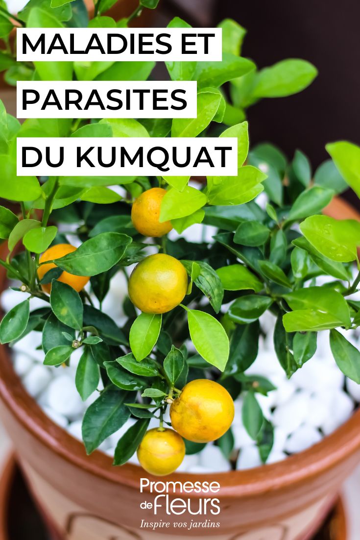 Kumquat comment le soigner