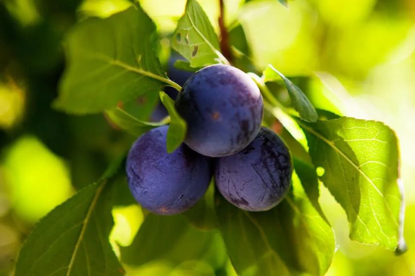 prunes Perdrigon violet
