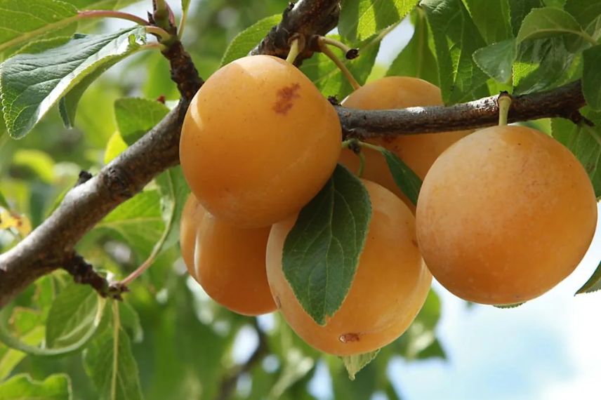 prunes jaunes Sainte-Catherine