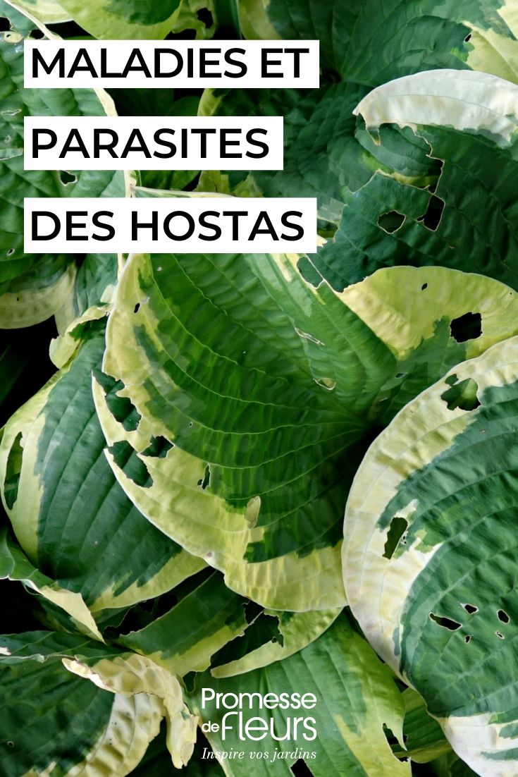 soigner les hostas