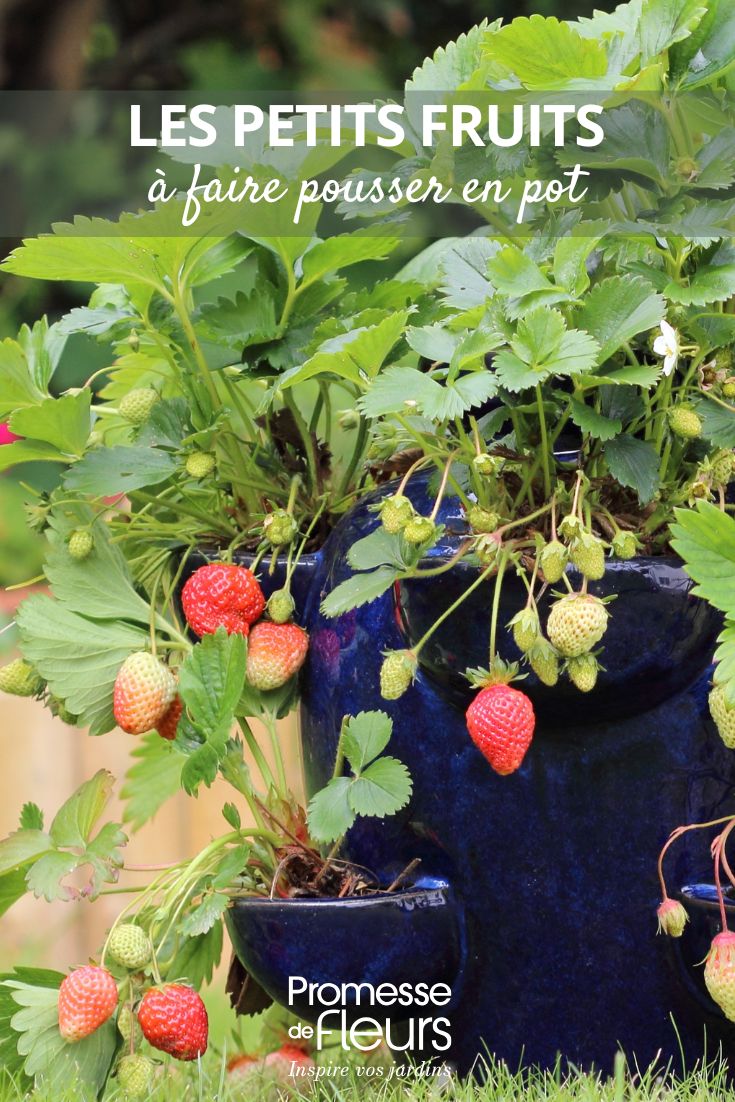 fraisier en pot
