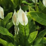 Comment multiplier le Spathiphyllum ?