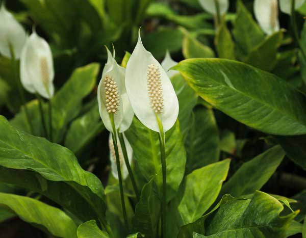 Comment multiplier le Spathiphyllum ?