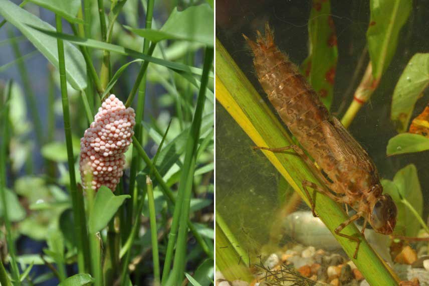 Ponte et larve de libellule dans un bassin