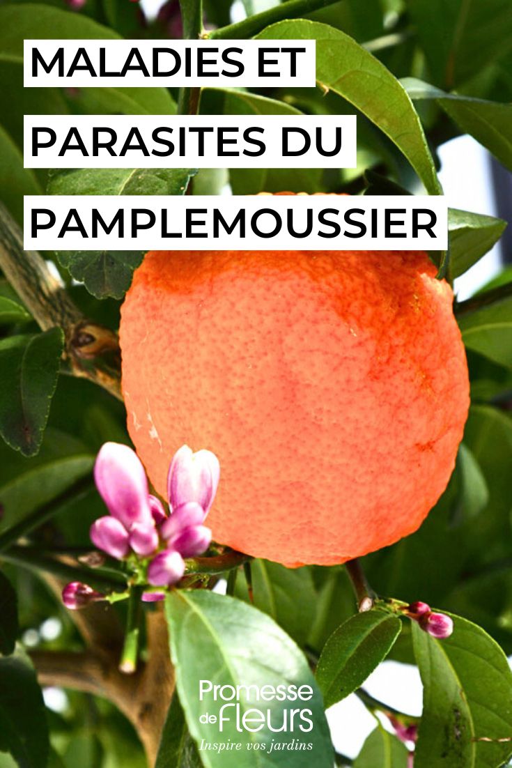 photo d'un plamplemoussier avec un zoom sur le fruit