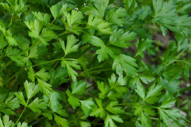 Comment semer le persil