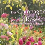 Découvrez "Des compagnes pour mes roses à la roseraie Warren Millington" d'Isabelle Olikier-Luyten
