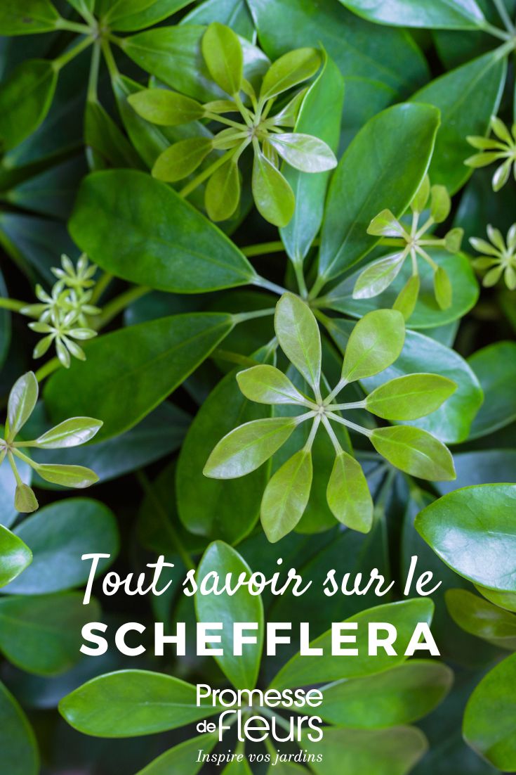 tout savoir sur le Schefflera