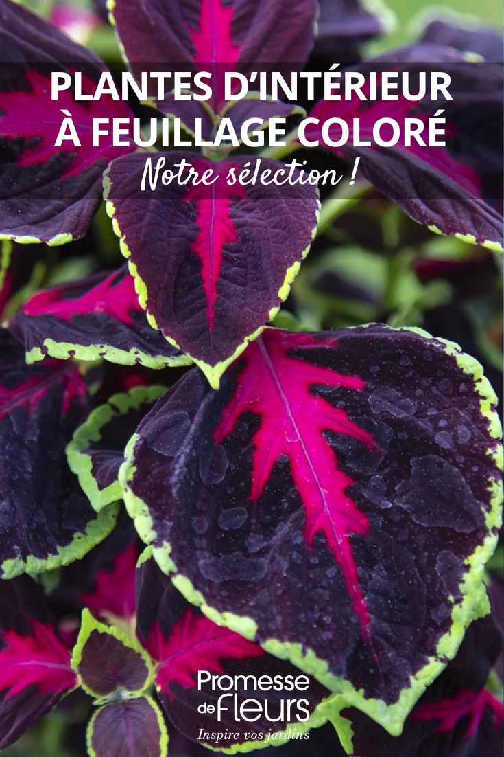 feuilles de Coleus Mezmerize Chocolate Rose