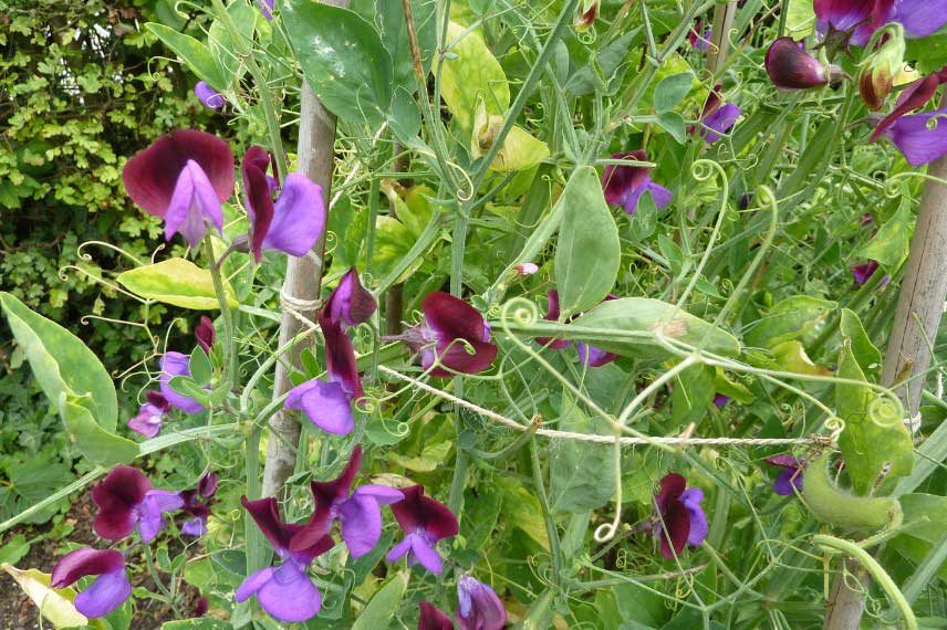 Pois de senteur, Lathyrus 'Cupani'