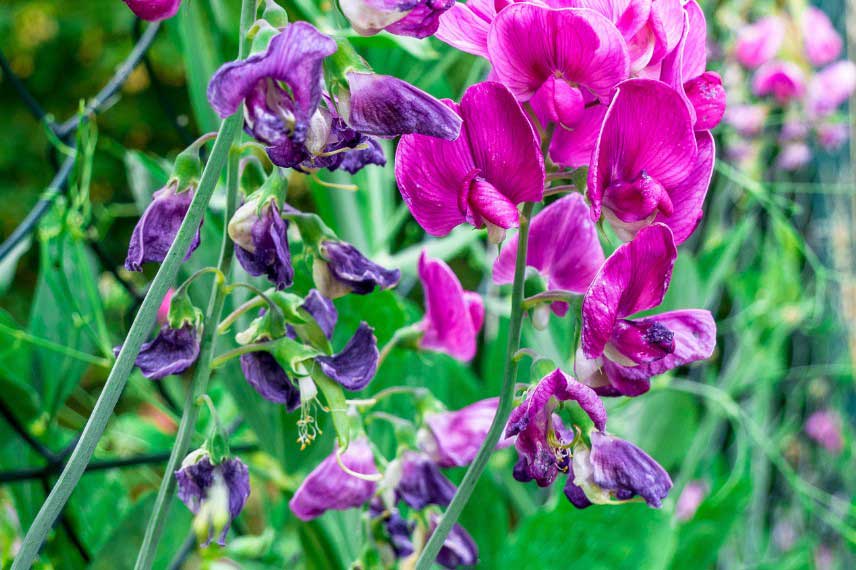 Fleurs fanées pois de senteur