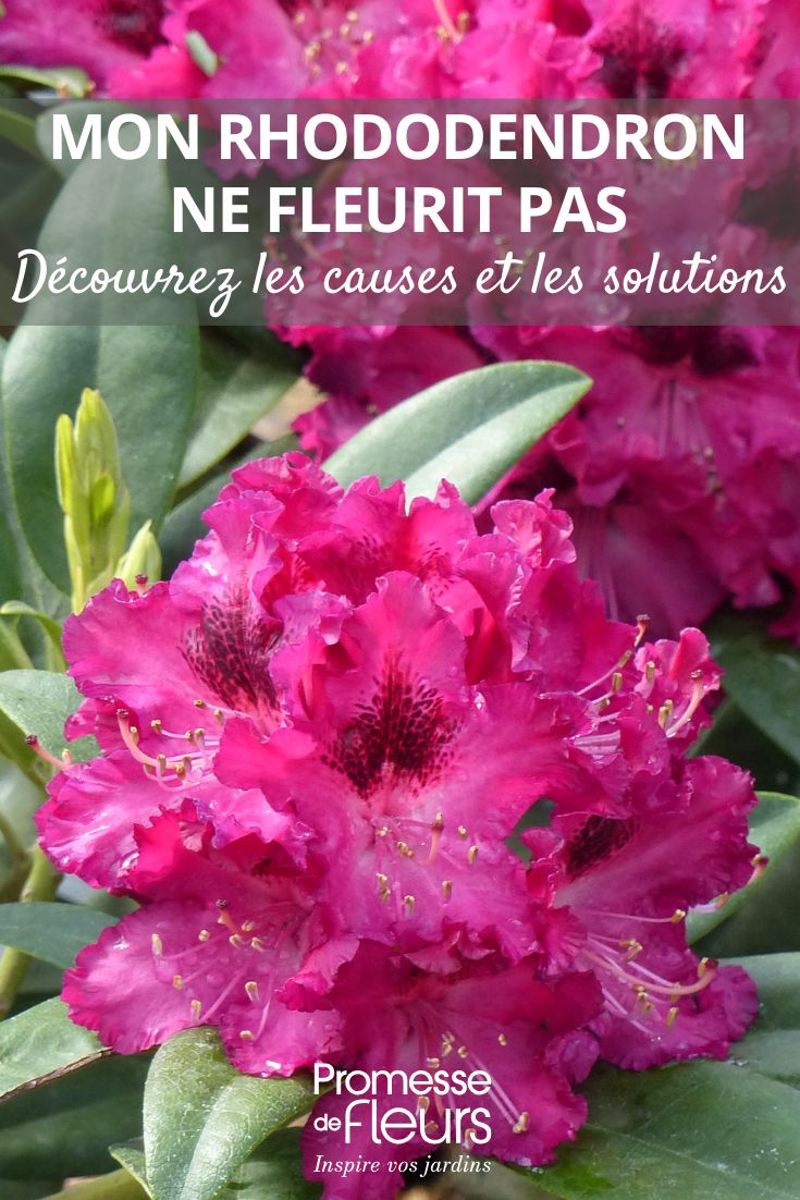 Rhododendron-Nova-Zembla