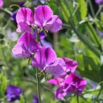 Comment prolonger la floraison des pois de senteur tout l'été ?