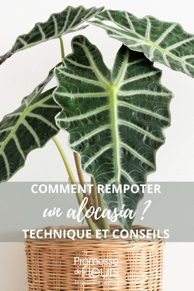 rempotage de l'alocasia