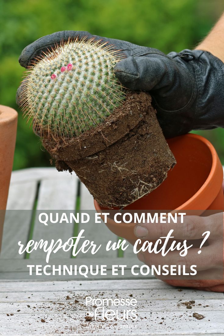 rempotage d'un cactus