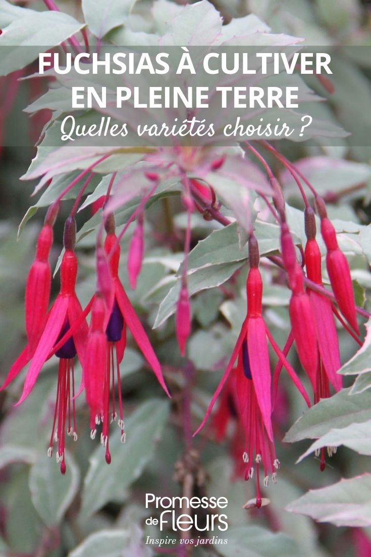Fleurs et feuillages du fuchsia magellanica Versicolor