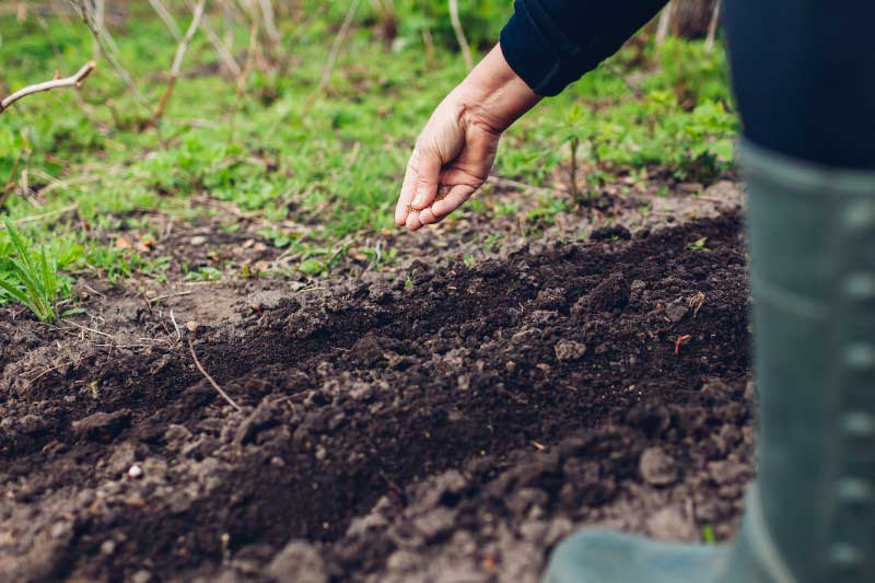 Semis d'estragon en pleine terre