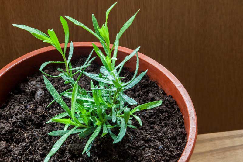 Jeune plant d'estragon