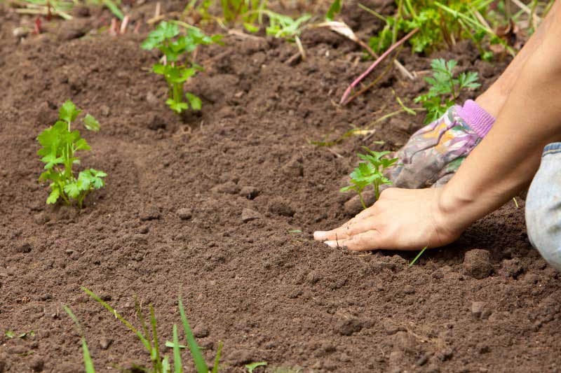 Plantation du persil en pleine terre