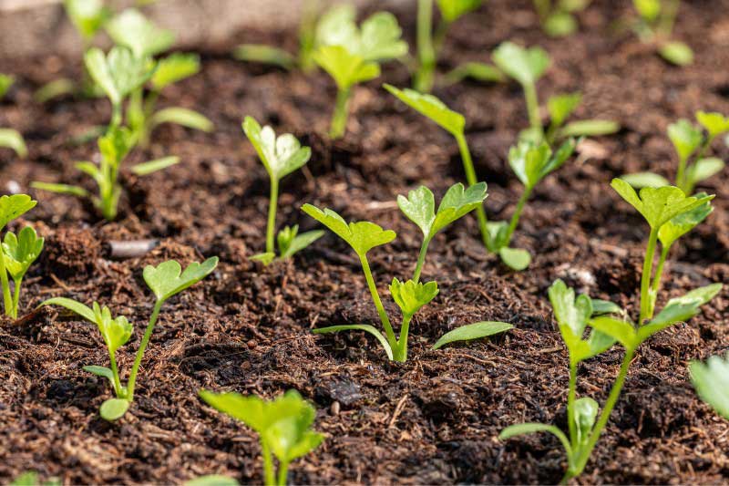 Plants de persil issus d'un semis