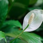 Fleur de lune, Spathiphyllum : cultiver, entretenir