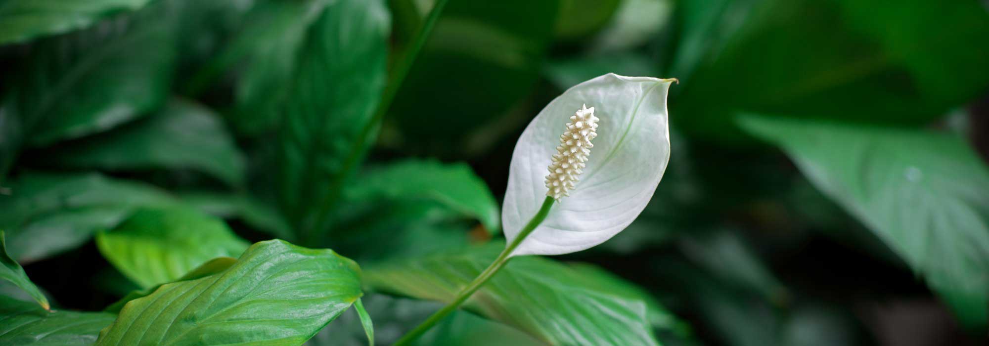 Fleur de lune, Spathiphyllum : cultiver, entretenir
