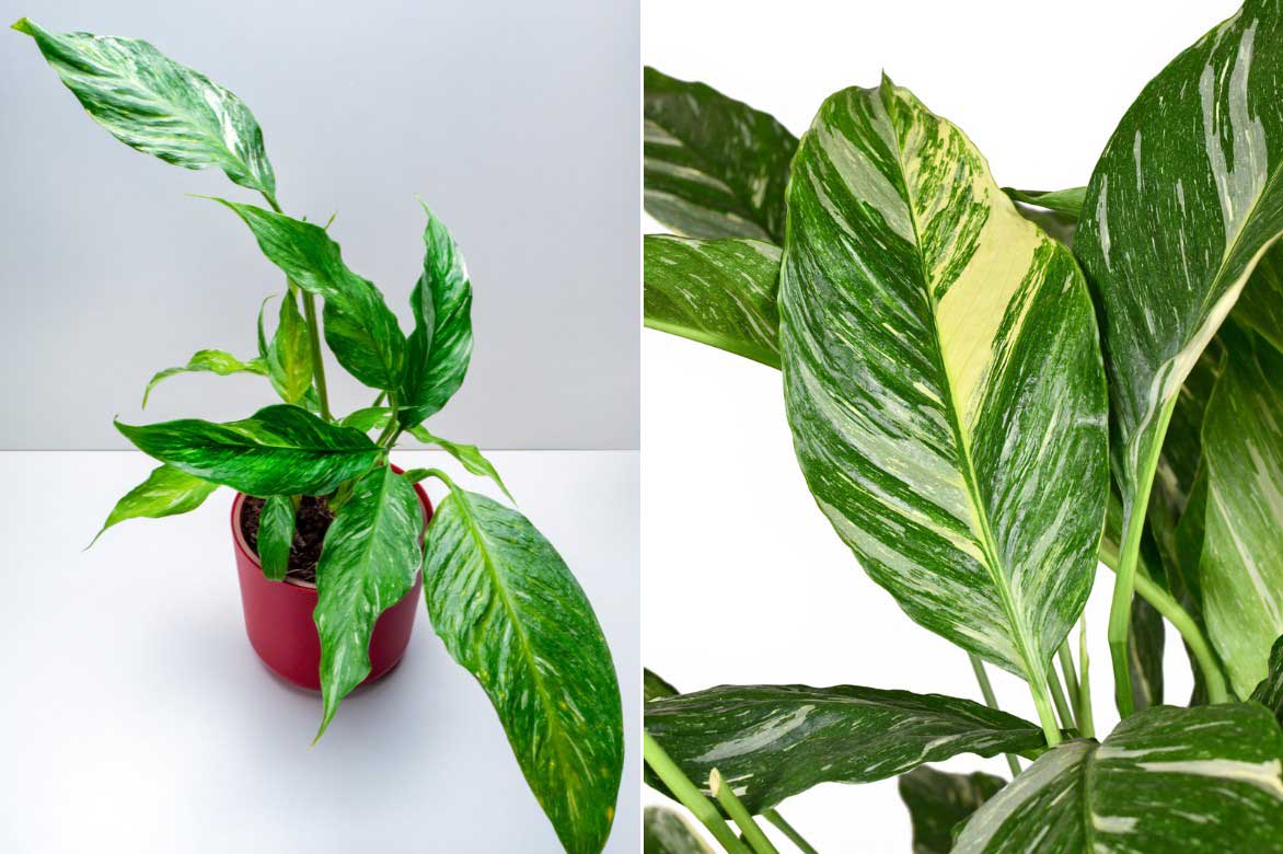 Spathiphyllum, Fleur de lune aux feuilles panachées, marbrées