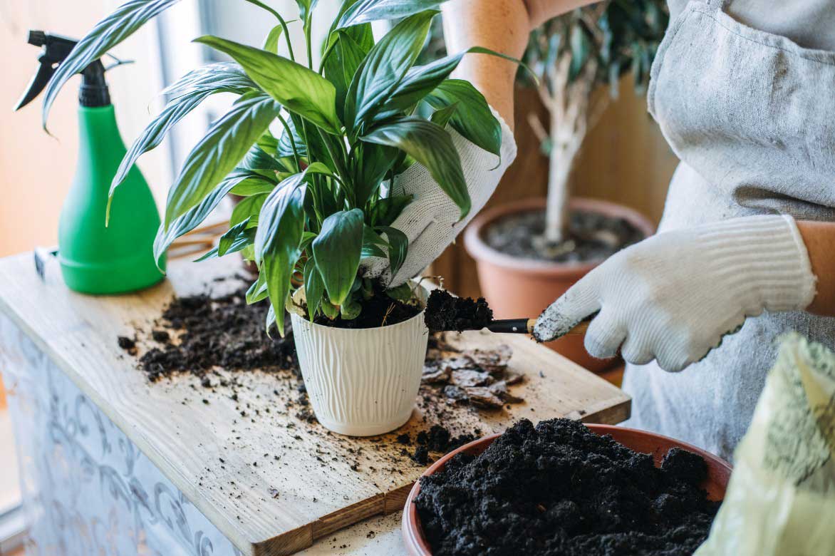 Comment planter ou rempoter le Spathiphyllum
