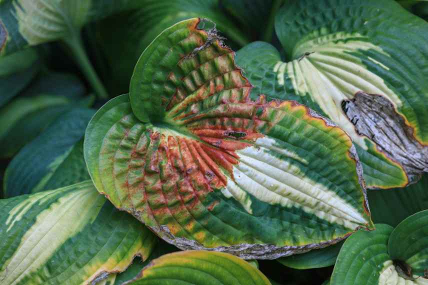 hosta feuilles tachees coloration