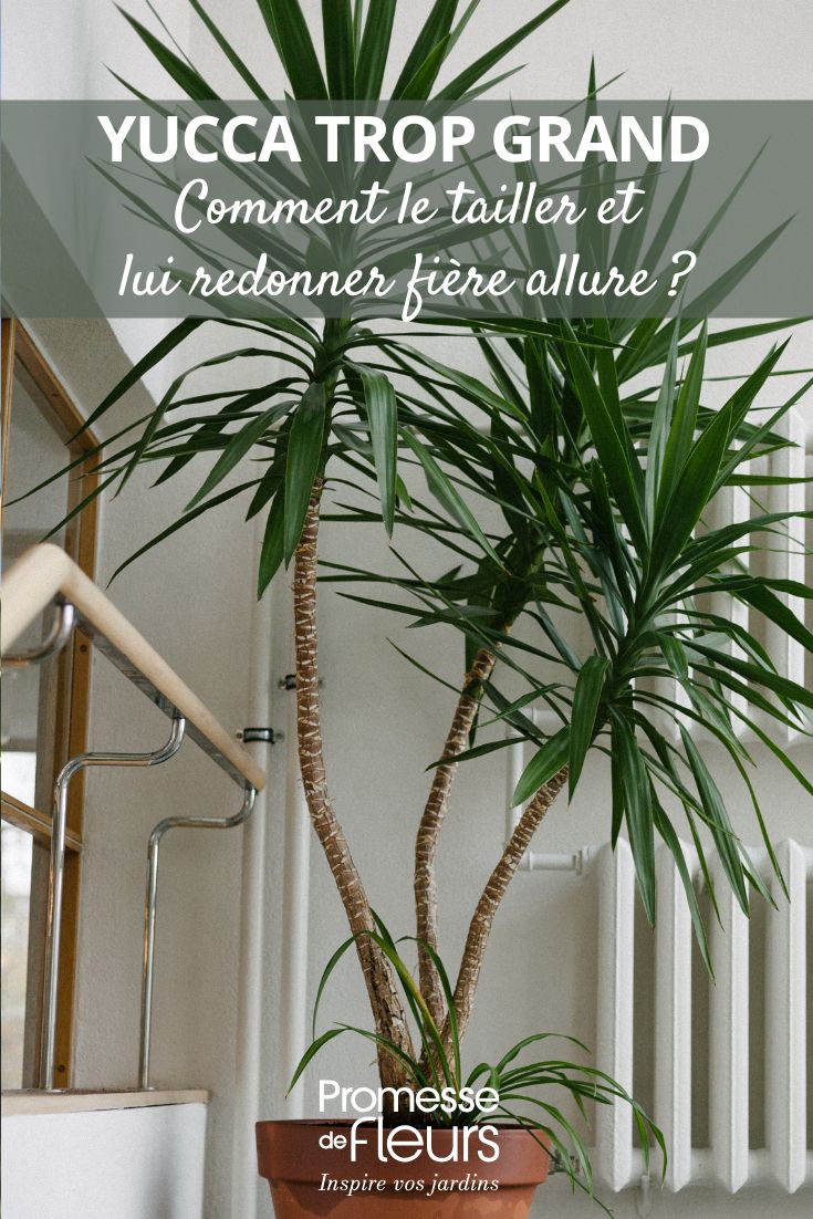 tailler un yucca d'interieur