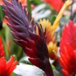 Vriesea : culture, floraison et entretien de cette plante d’intérieur