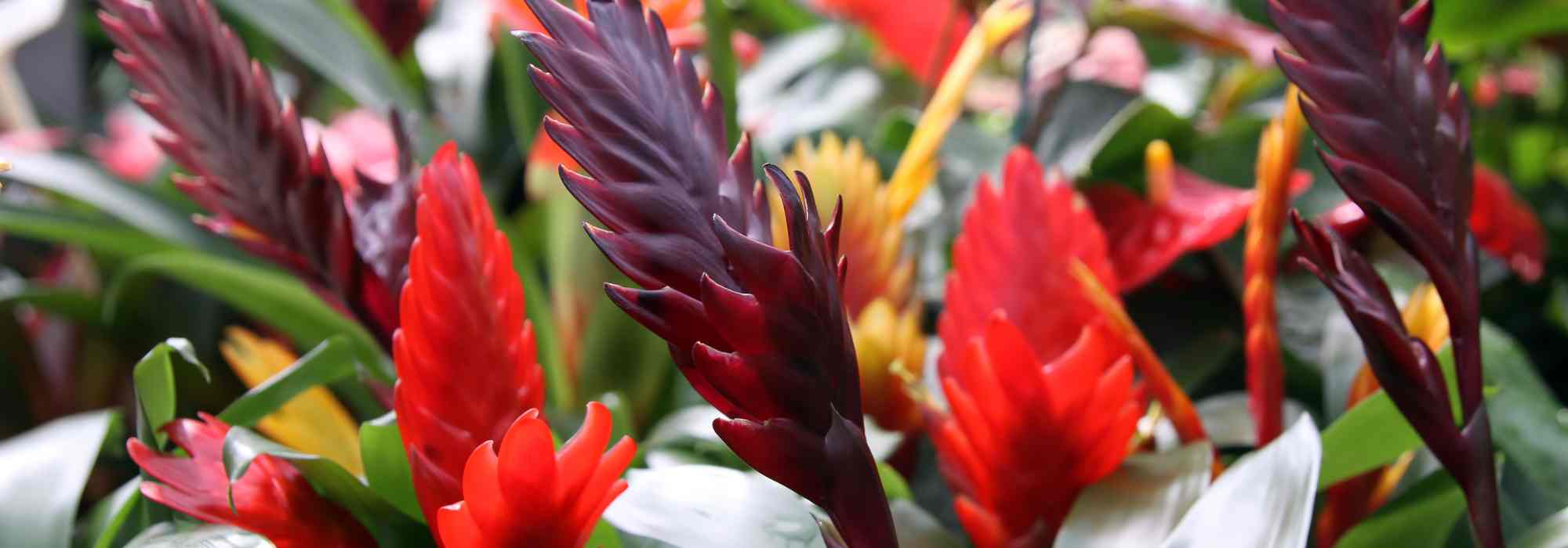 Vriesea : culture, floraison et entretien de cette plante d’intérieur