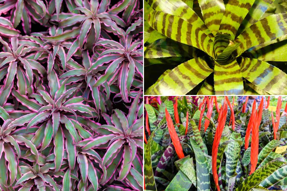 vriesea fleurs feuilles port