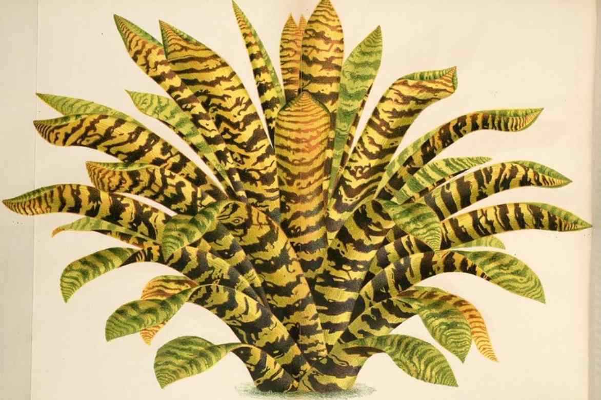 vriesea planche botanique