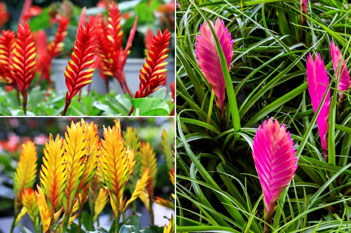 coloris fleurs Vriesea