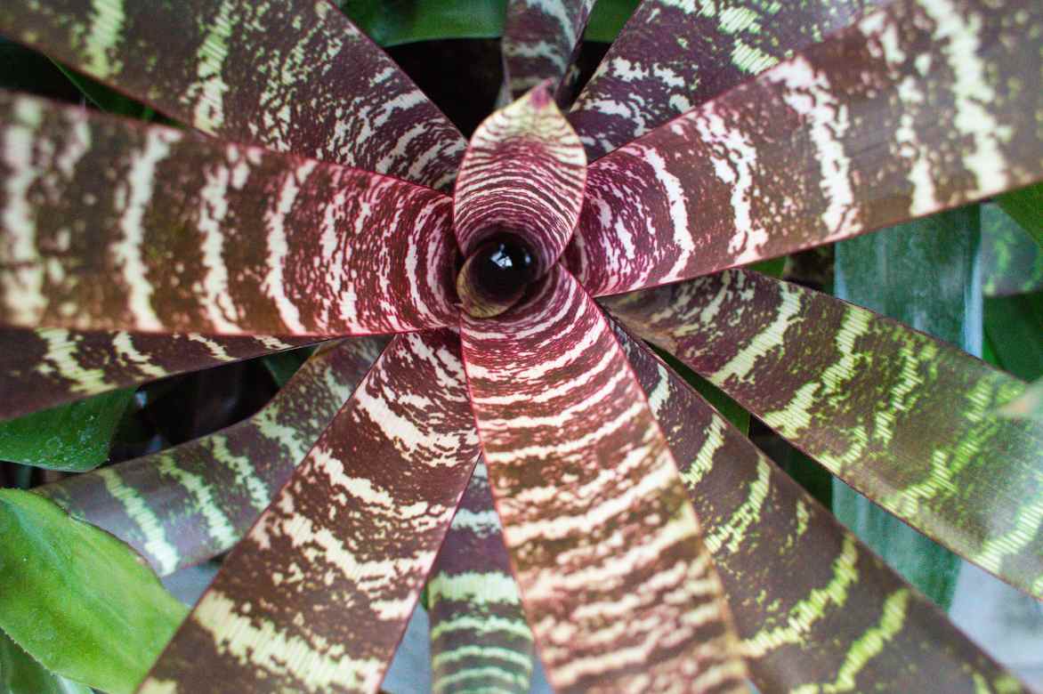 vriesea plante interieur