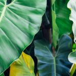 Xanthosoma : cultiver et entretenir