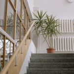 Votre yucca touche le plafond ? Voici comment le tailler et lui redonner fière allure