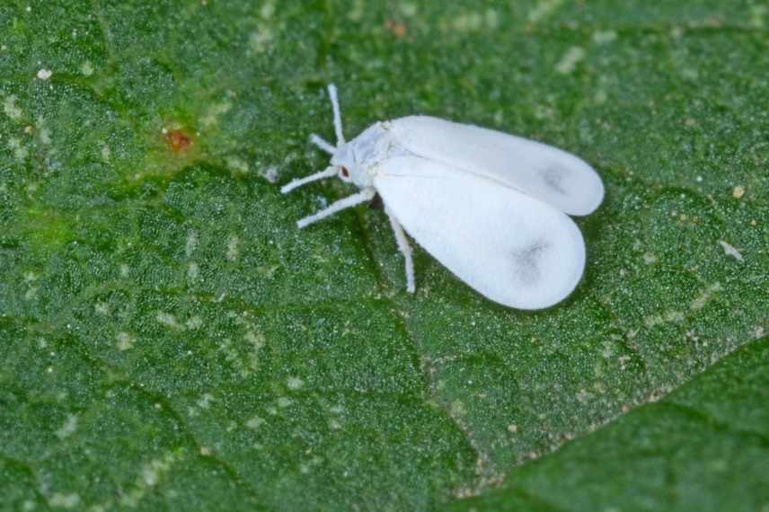 parasites dracaena aleurodes